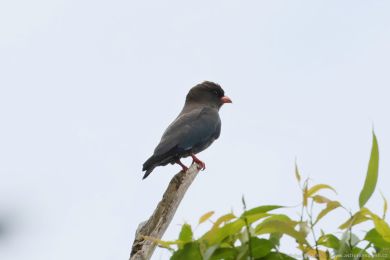 Mandelík východní (Eurystomus orientalis)