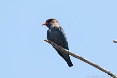 Mandelík východní (Eurystomus orientalis)