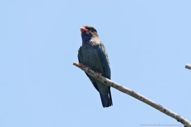 Mandelík východní (Eurystomus orientalis)