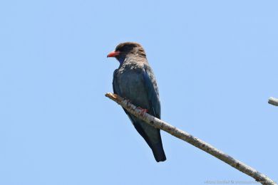 Mandelík východní (Eurystomus orientalis)