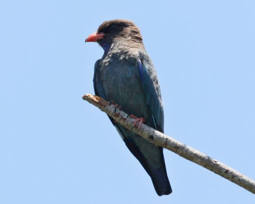 Mandelík východní (Eurystomus orientalis)