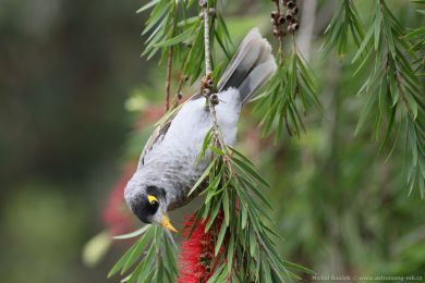 Medosavka hluná (Manorina melanocephala)