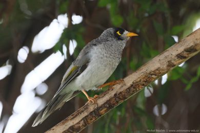Medosavka hluná (Manorina melanocephala)