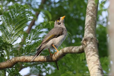 Medosavka hluná (Manorina melanocephala)
