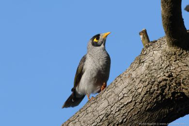 Medosavka hluná (Manorina melanocephala)