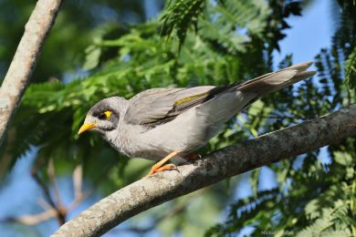 Medosavka hluná (Manorina melanocephala)