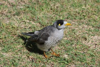 Medosavka hluná (Manorina melanocephala)