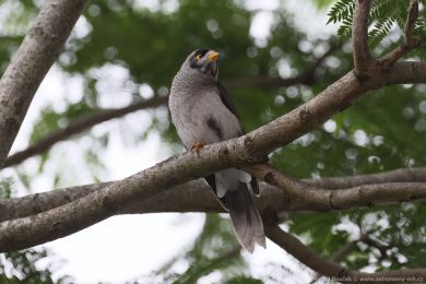 Medosavka hluná (Manorina melanocephala)