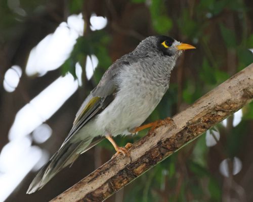 Medosavka hluná (Manorina melanocephala)