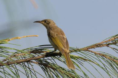 Medosavka hndavá (Lichmera indistincta)