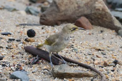 Medosavka hndavá (Lichmera indistincta)