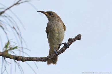 Medosavka hndavá (Lichmera indistincta)