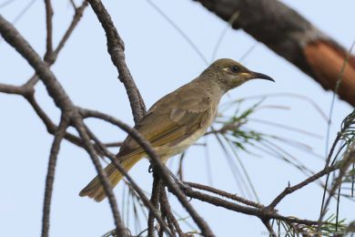 Medosavka hndavá (Lichmera indistincta)