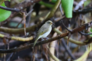 Medosavka hndavá (Lichmera indistincta)