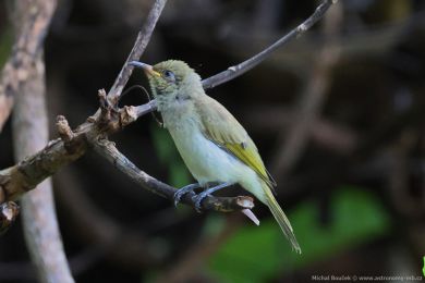 Medosavka hndavá (Lichmera indistincta)