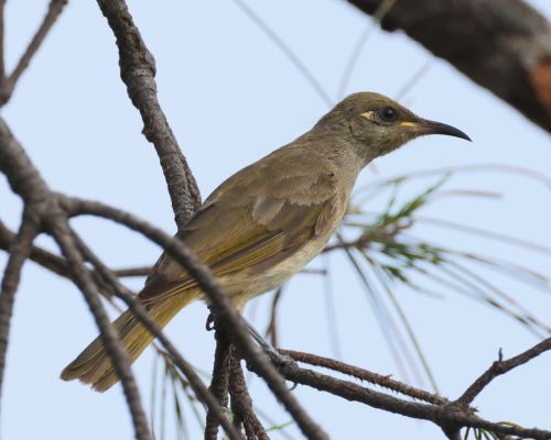 Medosavka hndavá (Lichmera indistincta)