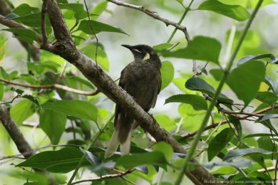 Medosavka jasnohlasá (Meliphaga lewinii)