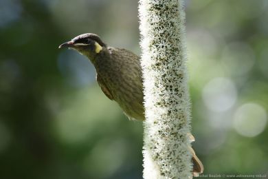 Medosavka jasnohlasá (Meliphaga lewinii)