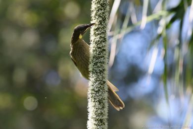 Medosavka jasnohlasá (Meliphaga lewinii)