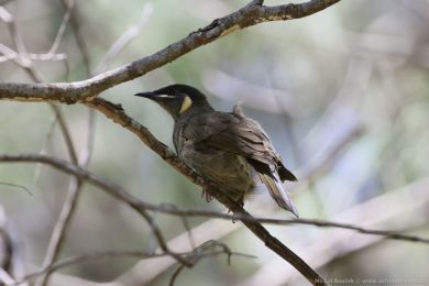 Medosavka jasnohlasá (Meliphaga lewinii)