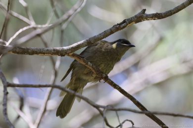 Medosavka jasnohlasá (Meliphaga lewinii)