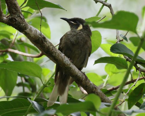 Medosavka jasnohlasá (Meliphaga lewinii)