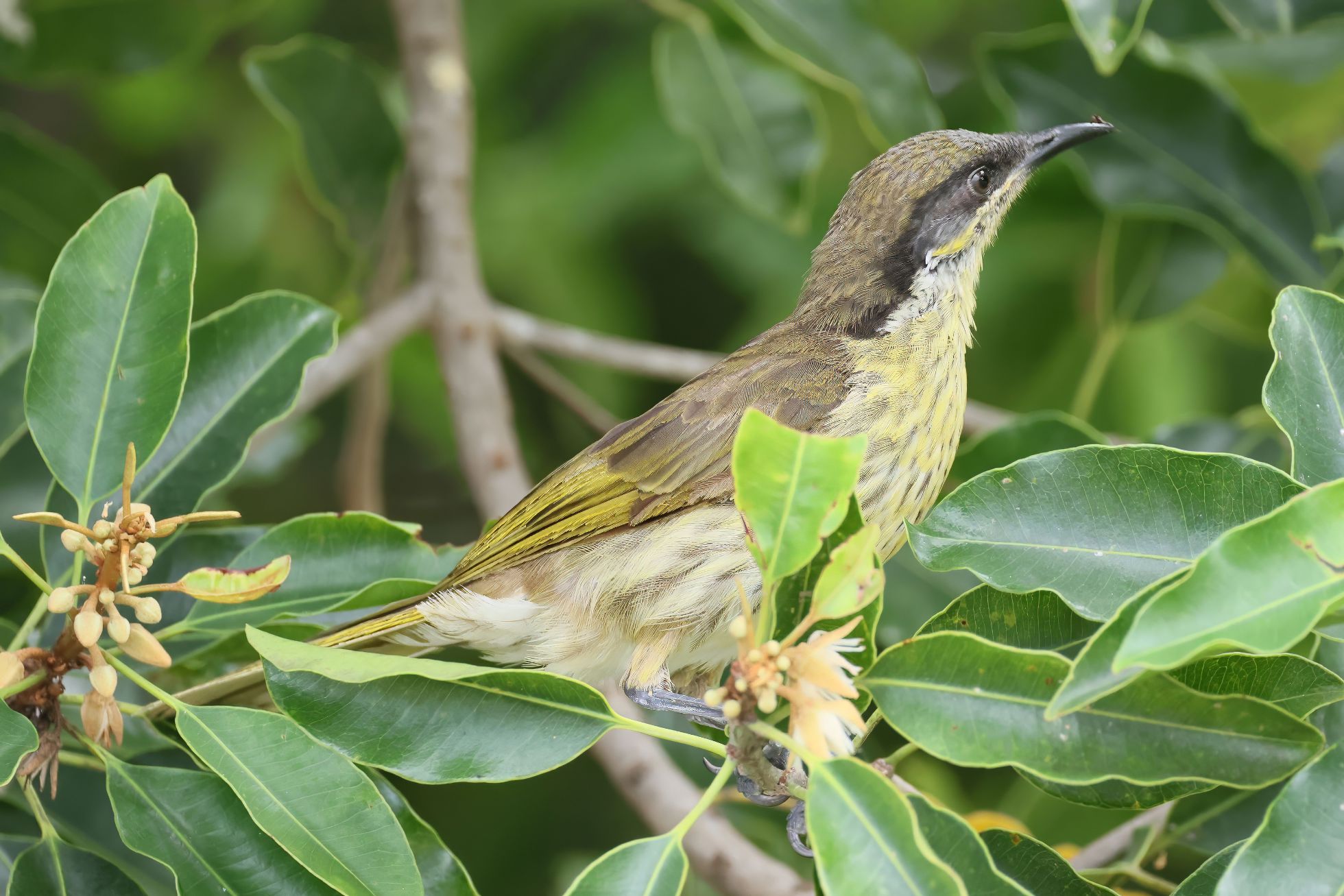 Medosavka mnohobarvá (Gavicalis versicolor)