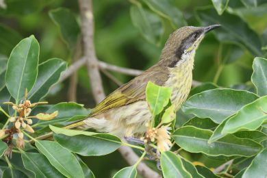 Medosavka mnohobarvá (Gavicalis versicolor)
