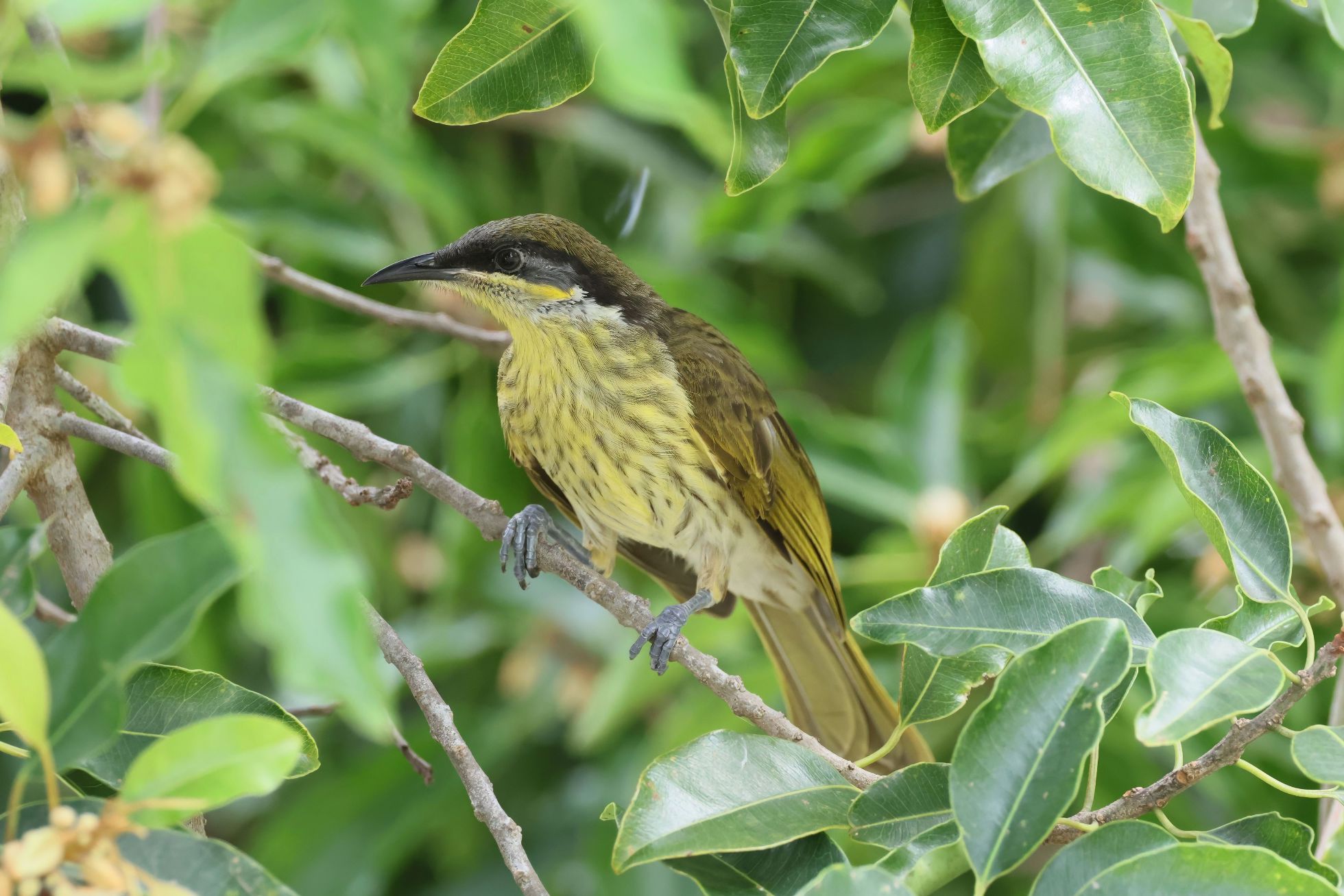 Medosavka mnohobarvá (Gavicalis versicolor)