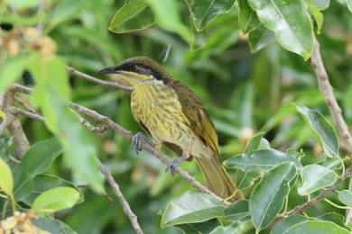 Medosavka mnohobarvá (Gavicalis versicolor)