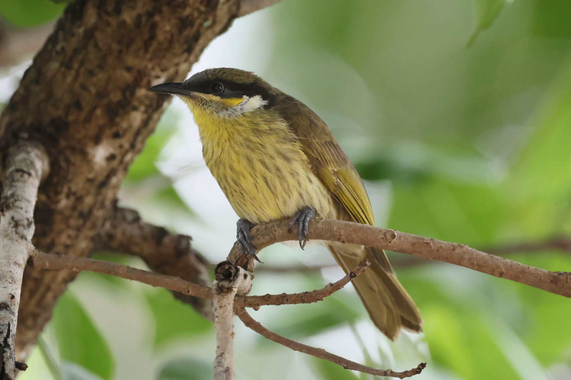 Medosavka mnohobarvá (Gavicalis versicolor)