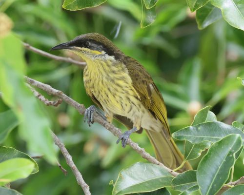 Medosavka mnohobarvá (Gavicalis versicolor)