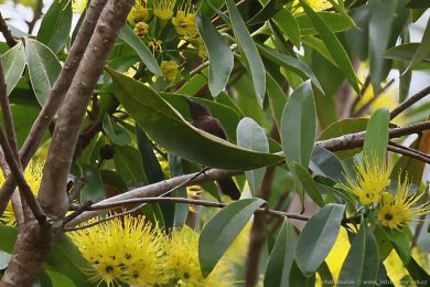 Medosavka temná (Myzomela obscura)