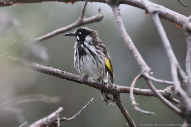 Medosavka lutokídlá (Phylidonyris novaehollandiae)