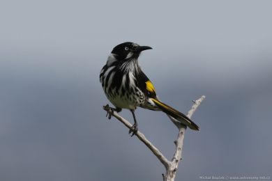 Medosavka lutokídlá (Phylidonyris novaehollandiae)