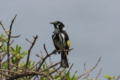 Medosavka lutokídlá (Phylidonyris novaehollandiae)