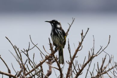 Medosavka lutokídlá (Phylidonyris novaehollandiae)