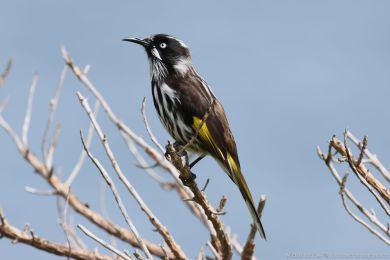 Medosavka lutokídlá (Phylidonyris novaehollandiae)