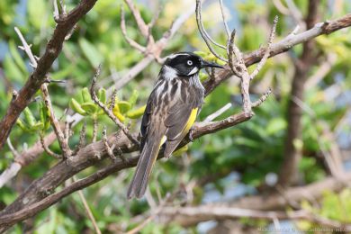 Medosavka lutokídlá (Phylidonyris novaehollandiae)