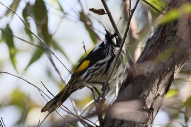 Medosavka lutokídlá (Phylidonyris novaehollandiae)