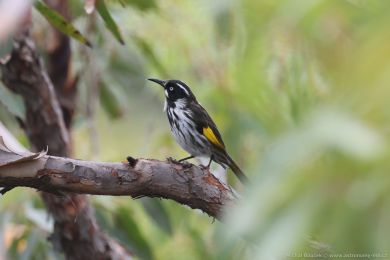 Medosavka lutokídlá (Phylidonyris novaehollandiae)