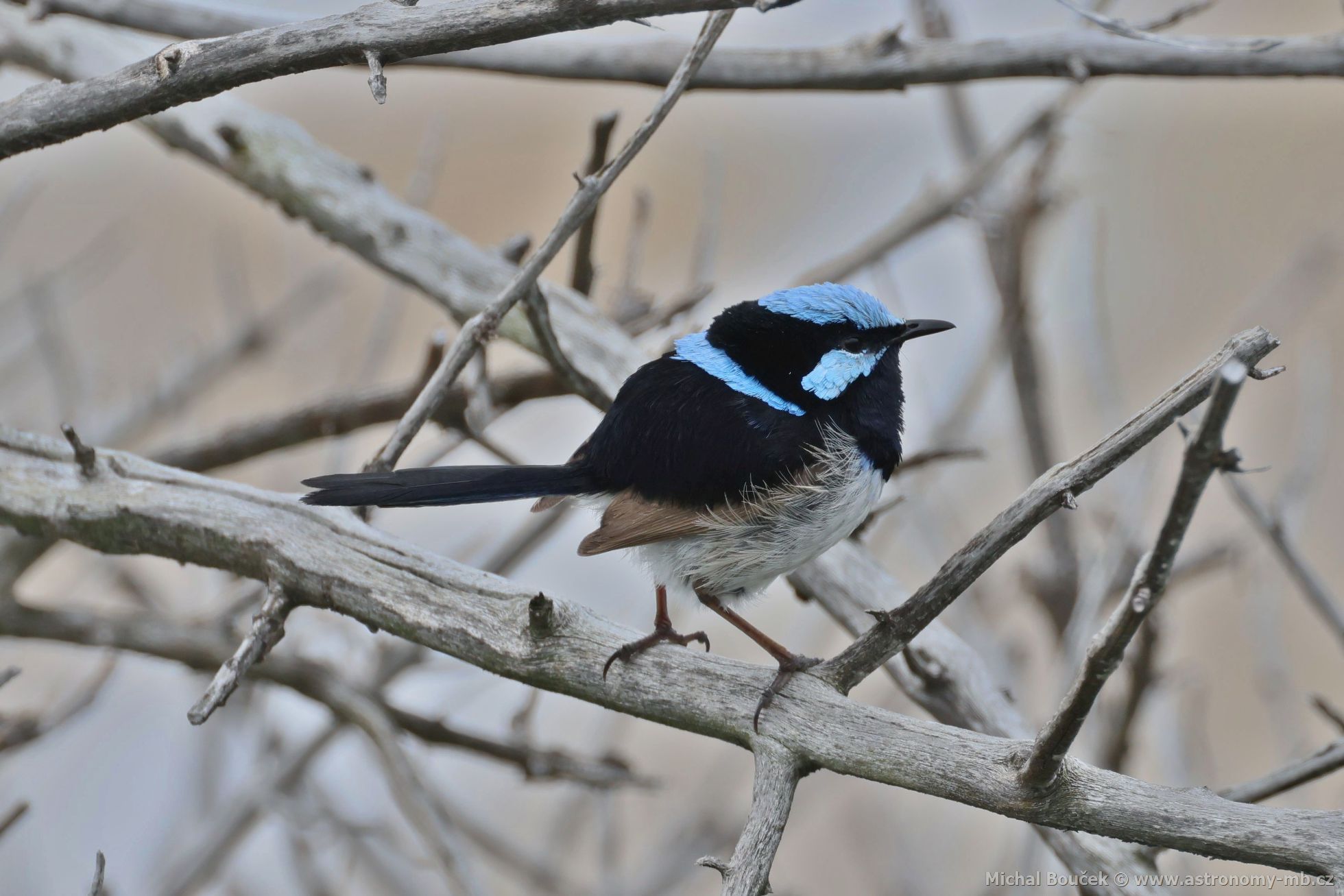 Modropláštník nádherný (Malurus cyaneus)