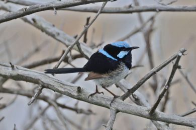 Modropláštník nádherný (Malurus cyaneus) Modropláštník nádherný (Malurus cyaneus)