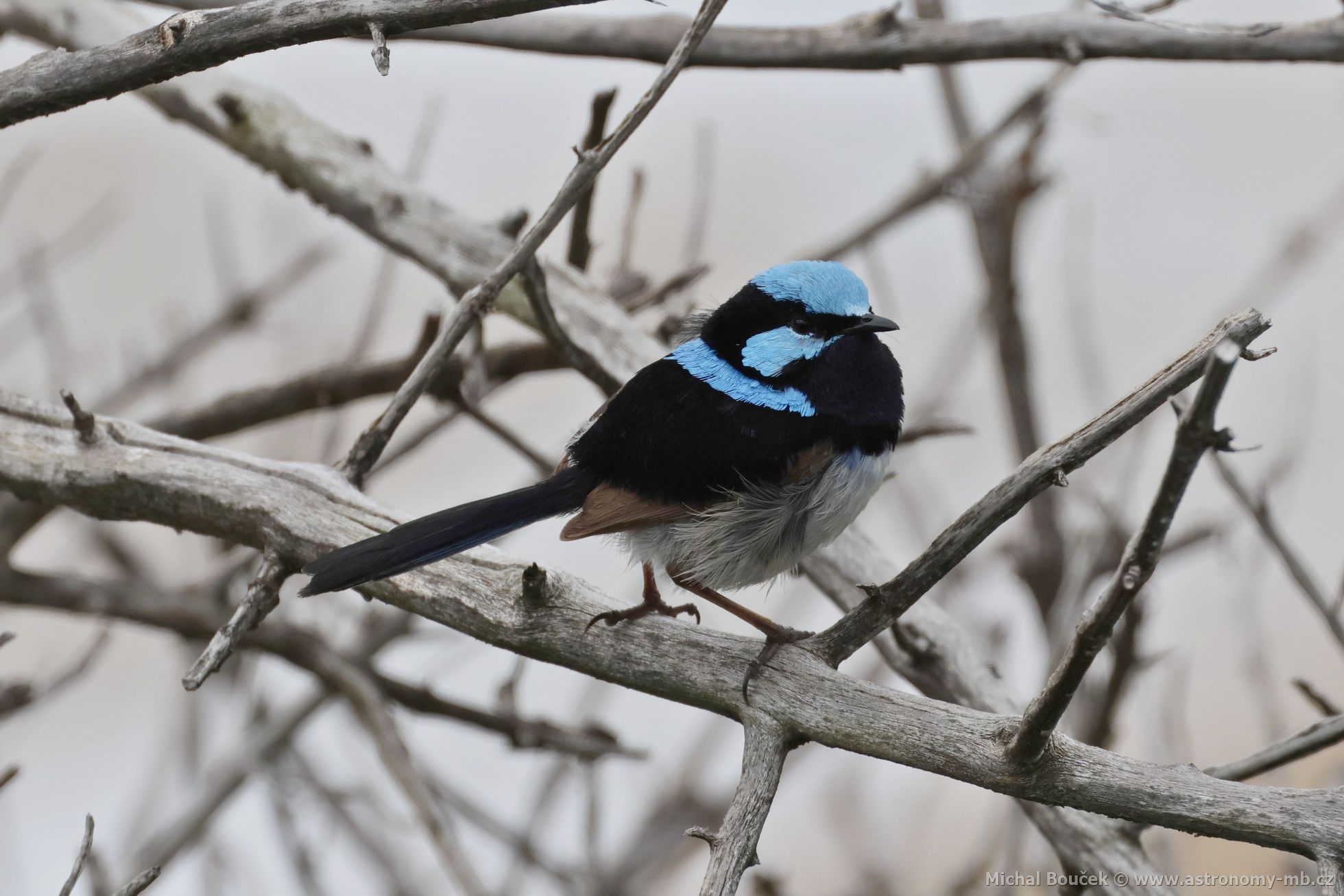 Modropláštník nádherný (Malurus cyaneus)