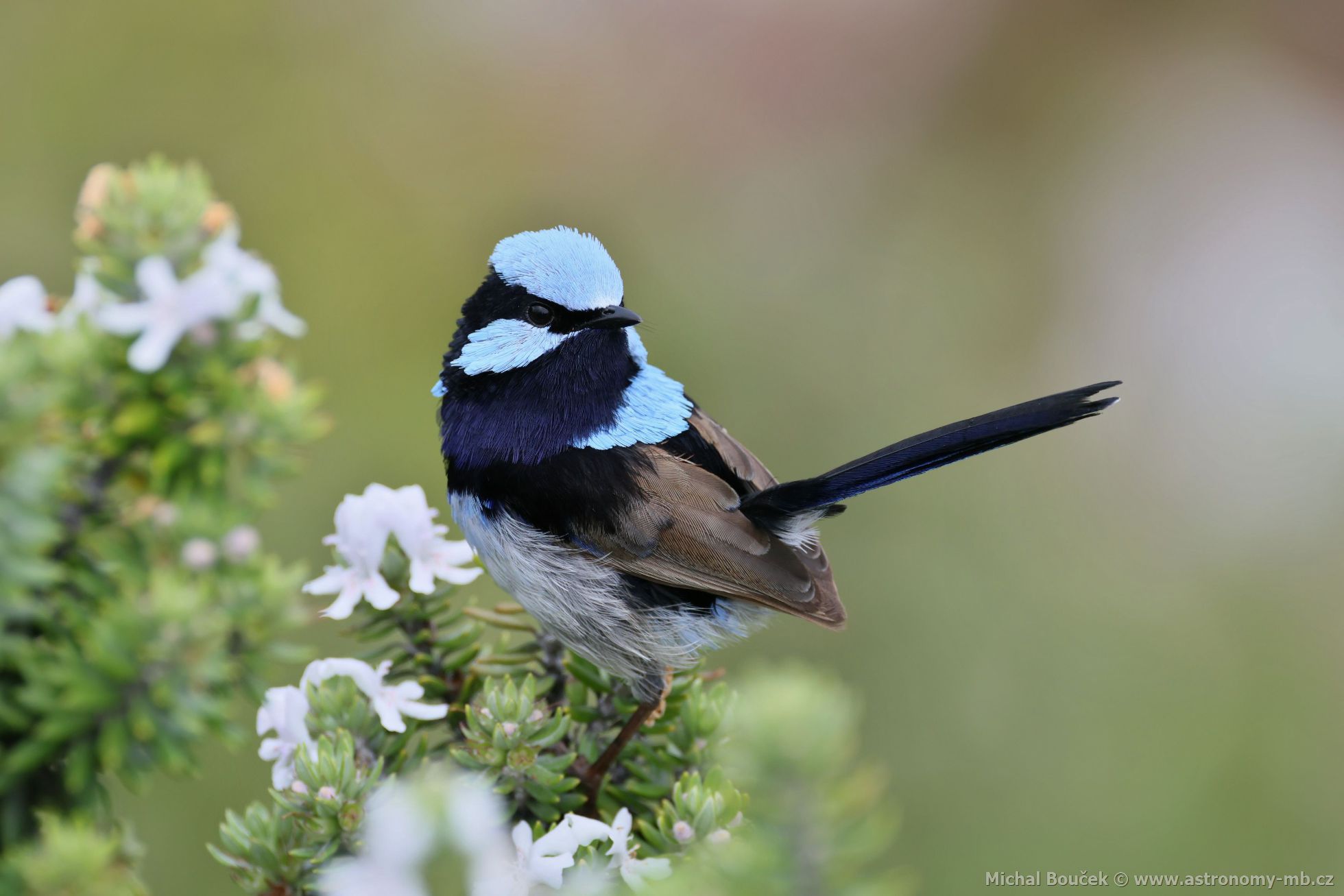 Modropláštník nádherný (Malurus cyaneus)