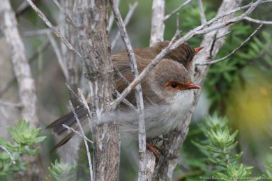 Modropláštník nádherný (Malurus cyaneus) Modropláštník nádherný (Malurus cyaneus)
