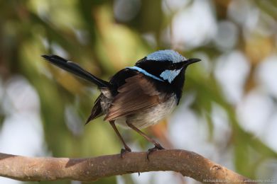 Modropláštník nádherný (Malurus cyaneus) Modropláštník nádherný (Malurus cyaneus)