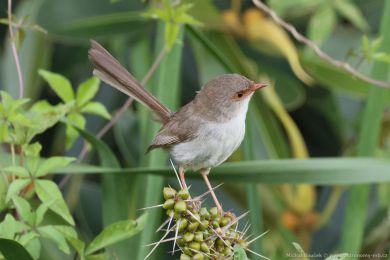 Modropláštník nádherný (Malurus cyaneus) Modropláštník nádherný (Malurus cyaneus)