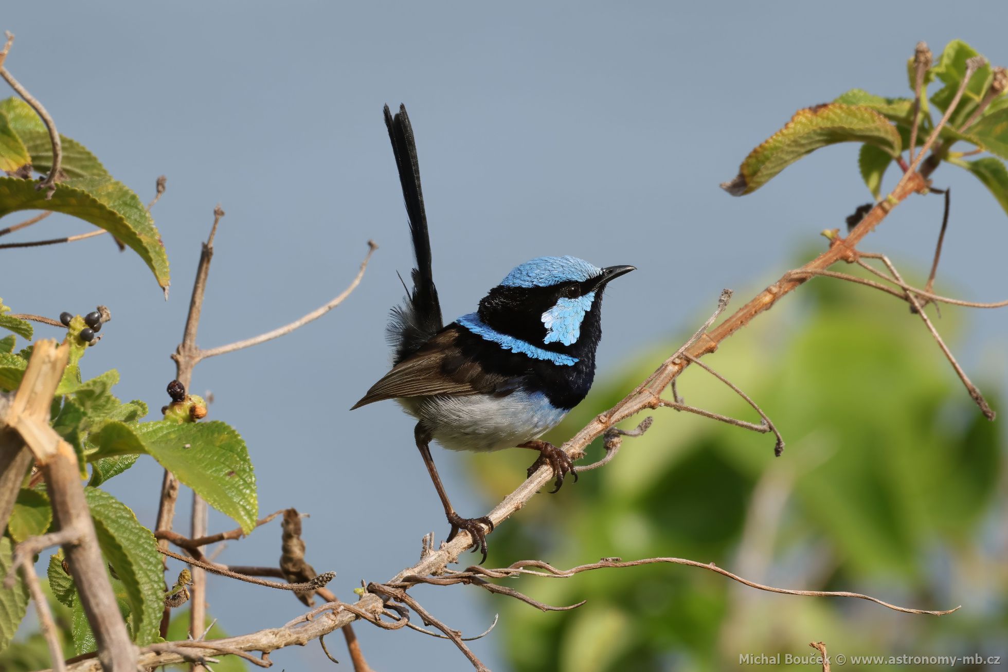 Modropláštník nádherný (Malurus cyaneus)