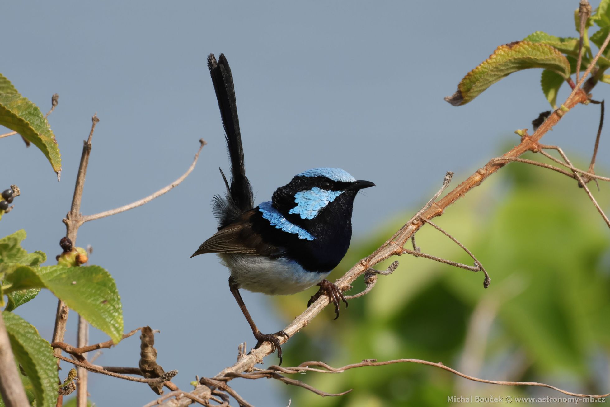 Modropláštník nádherný (Malurus cyaneus)